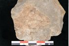Foto (Detailansicht) von Ficus sp. ? (NHMW-GEO-2024-0188-10170)